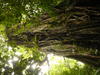 Baum im Regenwald nördlich von Cairns